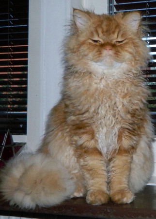S*Heartbeat´s Simba